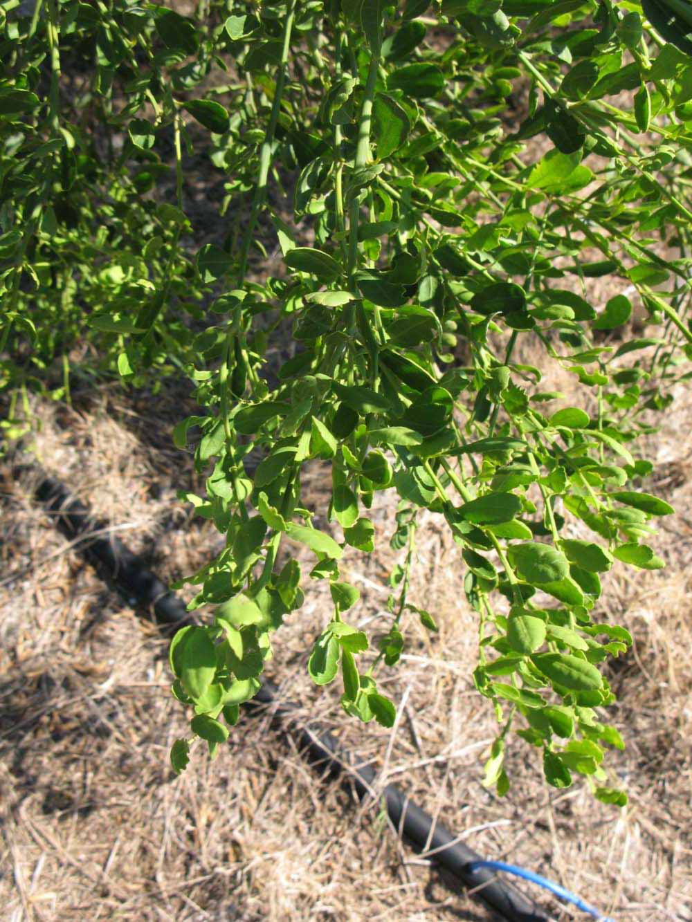              Sun leaves (Winter Haven, FL)       